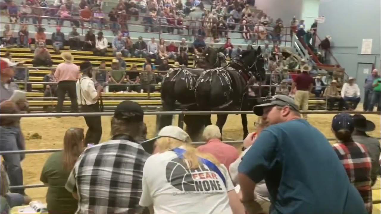 Waverly (Iowa) Draft Horse Sale YouTube