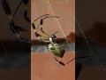 10 حقائق مرعبة ومذهلة عن العناكب! 🕷️ هل دمها أزرق حقاً؟ #spidervideo #عنكبوت #محاولة_صيد #spider