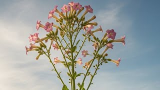 видео: Семена с самосева и пару сортов картинка: Семена с самосева и пару сортов