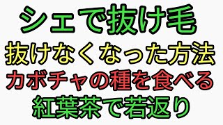 カボチャの種の食べ方。紅葉茶の効果が凄い。ヘンププロテインとモリンガでシェ対策