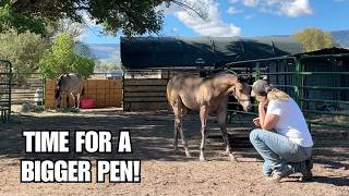 FOAL needs more space Time to build a new horse pasture