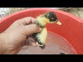 Duck Babies First Swimming | Cute Ducklings Swimming in a Tub | I love pets 