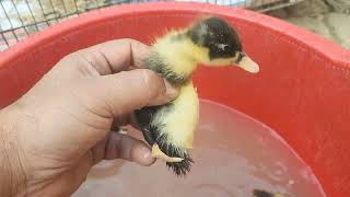 Duck Babies First Swimming | Cute Ducklings Swimming in a Tub | I love pets 