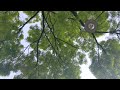 A pram's eye view of a walk under trees
