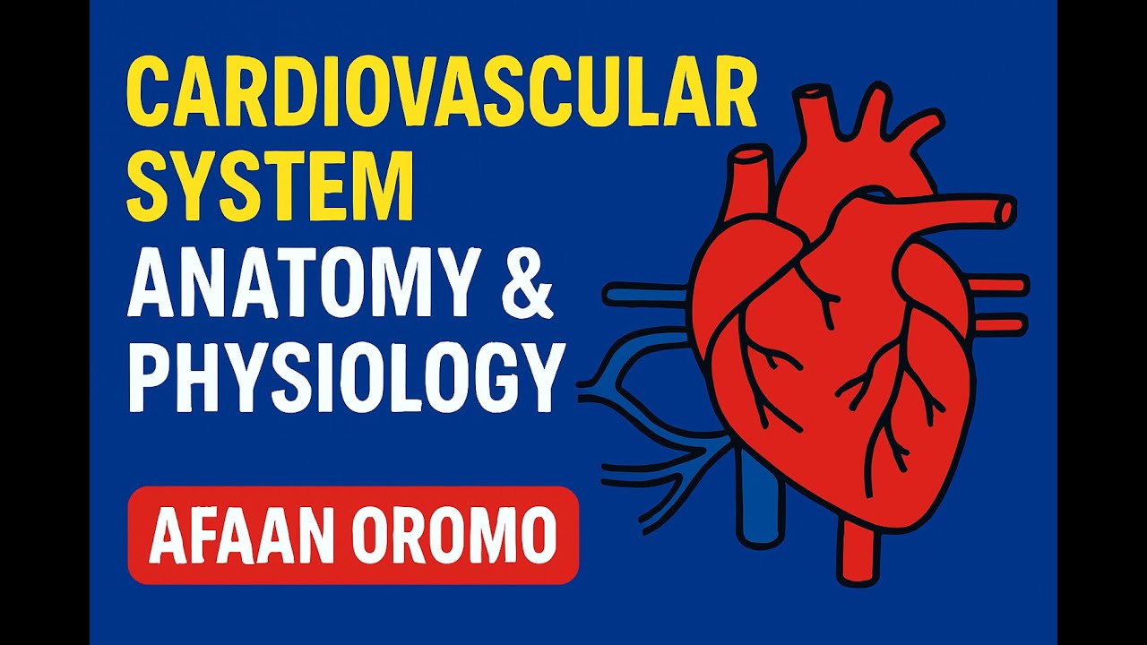 Cardiovascular System Anatomy & Physiology Explained | Afaan Oromo | @OROMOHEALTH