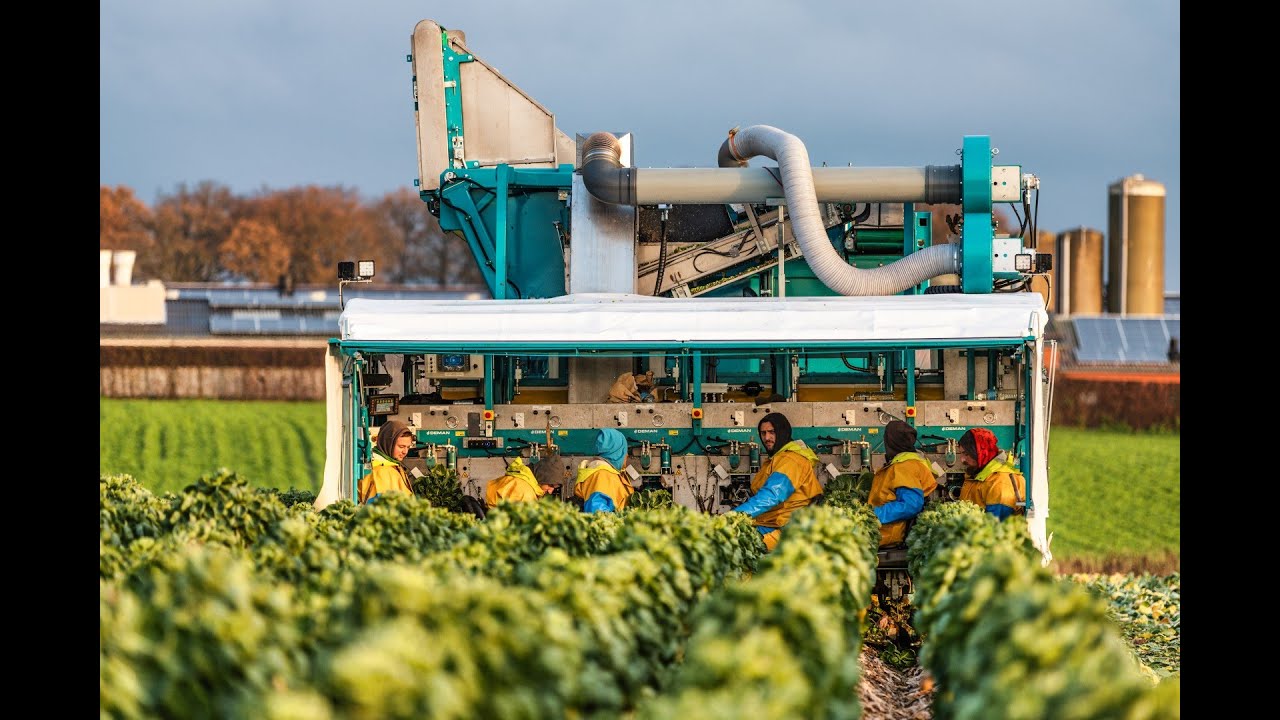 DEMAN SPROUT HARVESTER ZP6