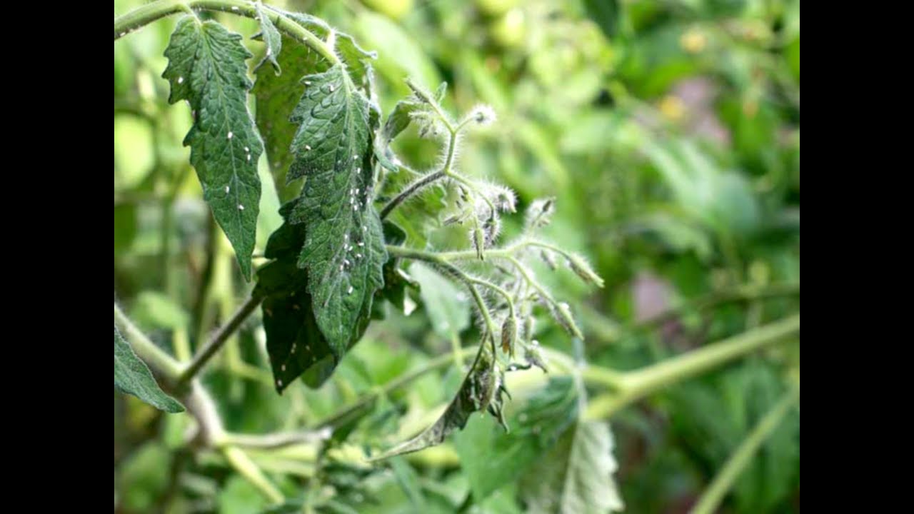 Identifying And Treating Tomato Plant Pests Tomatoes Pest tomatoes Identifying And Treating Tomato Plant Pests Tomatoes Pest tomatoes
