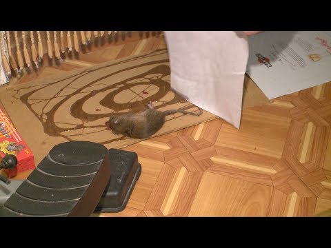 Видео: Где живут крысы в домах?
