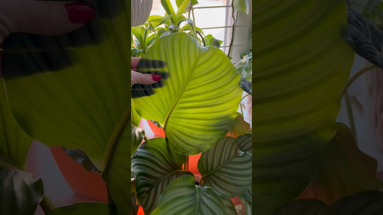 calathea makoyana standort Calathea Makoyana – Peacock Plant main image 0