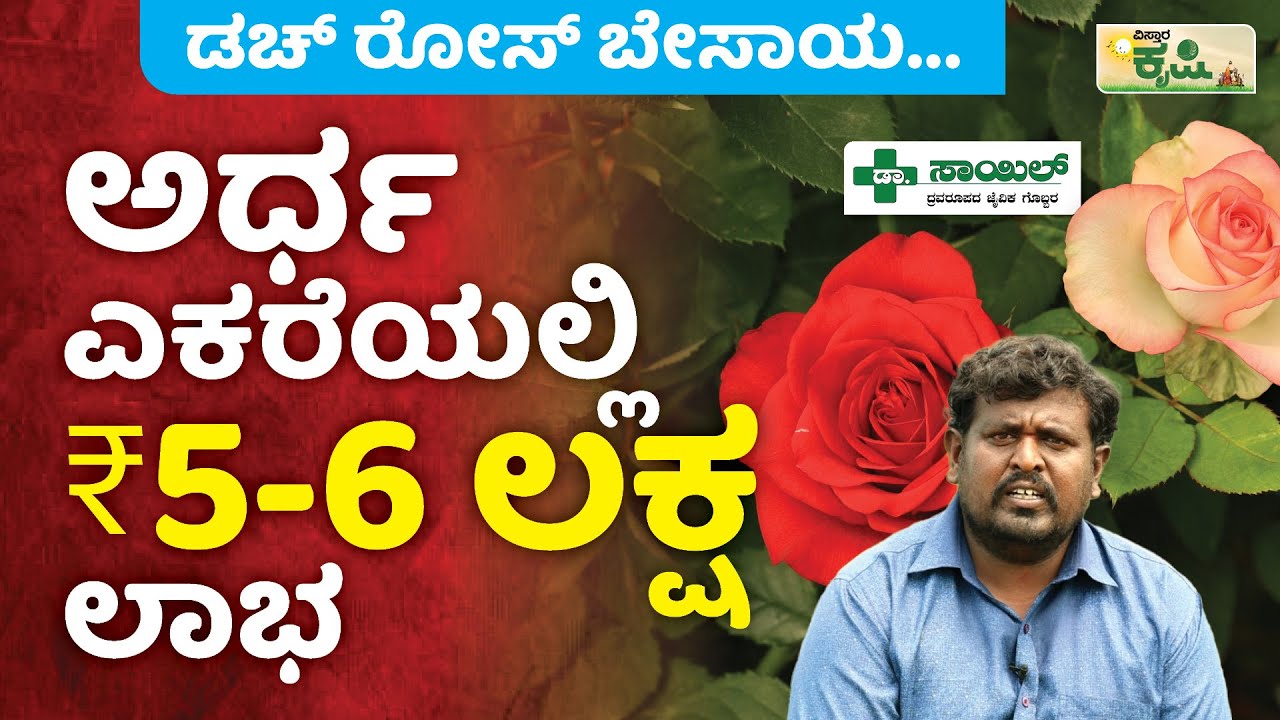 ಅರ್ಧ ಎಕರೆಯಲ್ಲಿ ರೂ. 5-6 ಲಕ್ಷ ಲಾಭ | ಡಚ್ ರೋಸ್ ಬೇಸಾಯ | Dutch Rose Cultivation | Anekal | Vistara Krishi