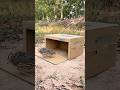 Simple Quick Bird Trap Make From Cardboard Box #shorts