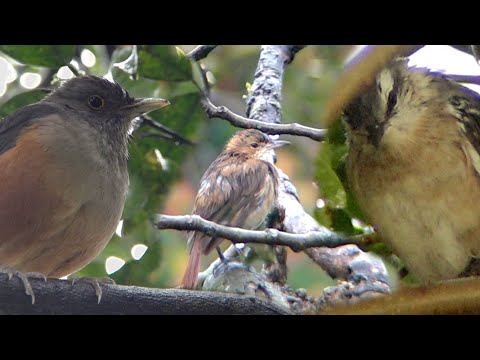 Video: ¿Se pueden mojar los nidos de los pájaros?