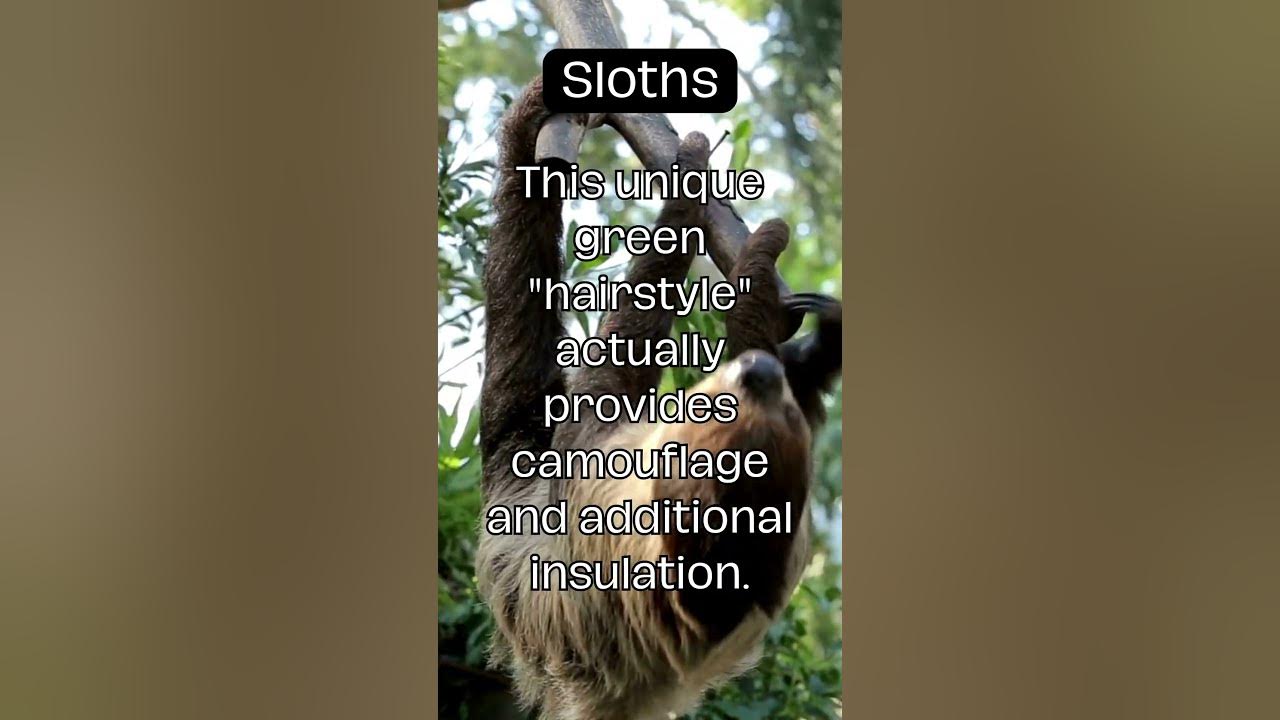 Sloth's Secret: The Incredible World of Algae Fur! 🦥🌿 #sloth #animals #