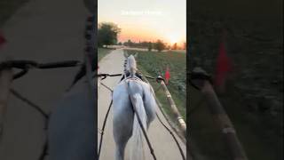 Sarbaaz Horse being nice to Mustafa young rider #pakistan #horse #ireland #ghourghushti #horseracing