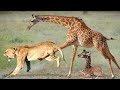 Mother Giraffe attacks Lion very hard to save her baby, Wild Animals Attack