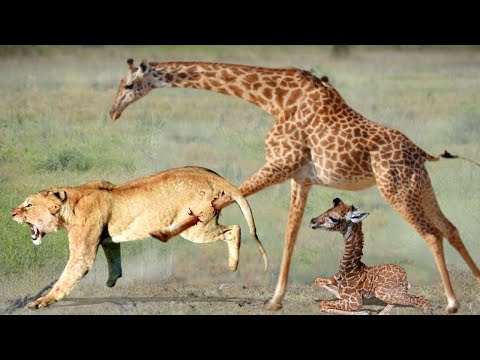 Video: Giraffe ay isang mammal mula sa artiodactyl order. Paglalarawan, tirahan at pamumuhay ng isang giraffe