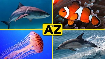 A to Z Sea Creatures, ABC Sea Creatures, Alphabet Sea Creatures | Sea Creature Names & Fun Facts