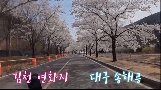 벚꽃투어 (오토바이 라이딩)