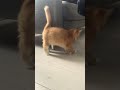 Cute cat