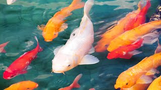 7 types of beautiful large freshwater ornamental fish for home aquariums