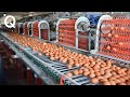 Gambar cover Most Advanced Food Factory Machines that are at an Insane Level Incredible Process