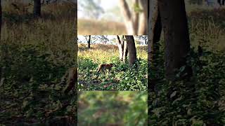Tiger Chasing the Hunt 🔥 Dhikala Zone #tiger #shorts #ytshorts #shortsfeed #jimcorbett #viral
