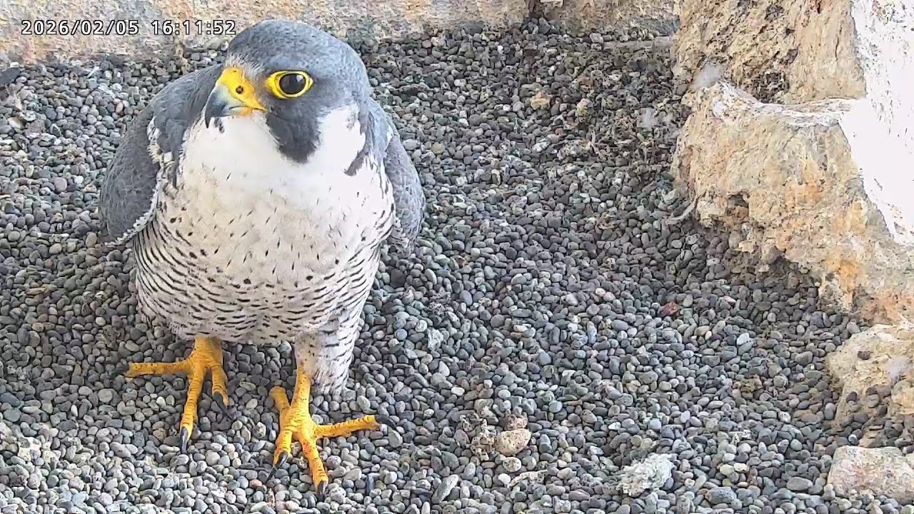 2026-02-05 (16:11) Kirara IV in the Nest/ 巣のきららIVくん