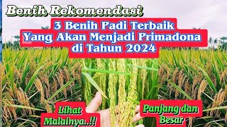 3 Best Rice Seeds That Will Become Excellent in 2024