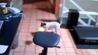 Spaz Attacks Balloons Inside the House