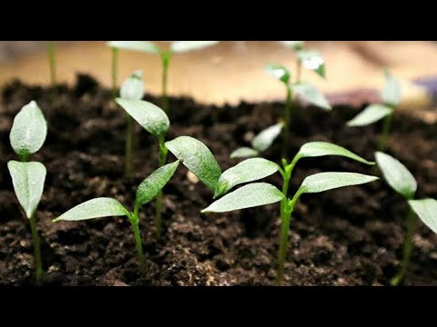 СЕЮ ПЕРЕЦ БЕЗ ЗАМОРОЧЕК и получаю отличный урожай! Когда и как посеять ...