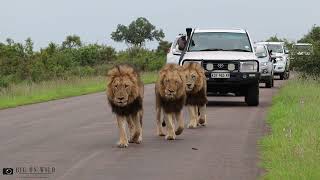 Big Male Lions Roaring in the Road reunite with Casper the White Lion