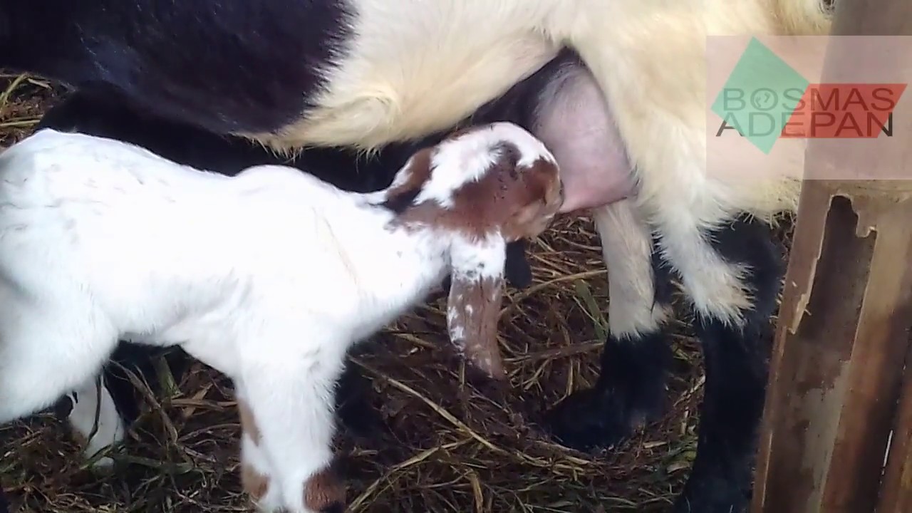 Anak Kambing Lucu Baru Lahir Youtube