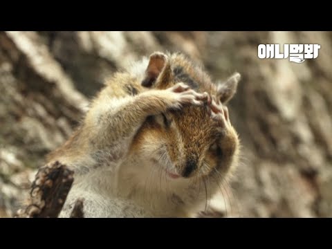 <strong>너무</strong> 귀여운 다람쥐를 보면 기억을 잃는대요.. 그거 알아요? <strong>너무</strong> 귀여운..ㅣI Lost <strong>My</strong> Memoriesquirrel