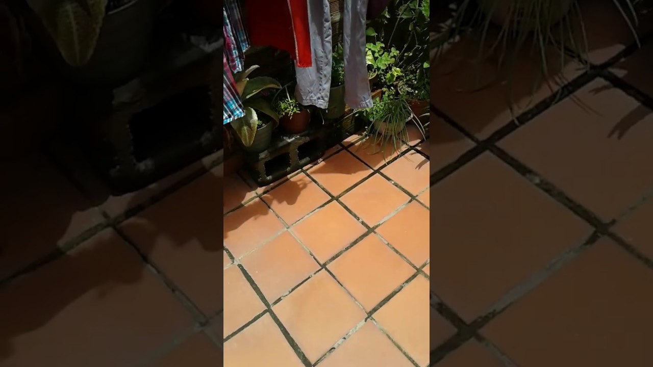 video viral niña que se cree invisible muñecas de vestir juegos