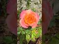My lovely rose garden! 💐 #garden