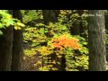 ERNESTO CORTAZAR  - Thank you (Album Serenity)
