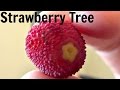 Strawberry tree fruit review arbutus unedo  weird fruit explorer  ep 71