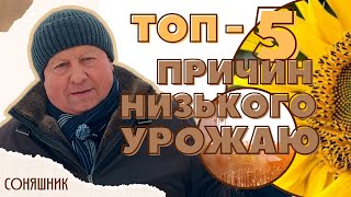картинка: СОНЯШНИК | ТОП - 5 ПРИЧИН низького урожаю