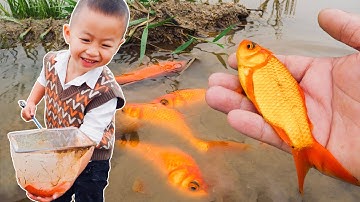 Em ổi tìm bắt cá vàng đẹp và kỳ lạ ở vũng nước cạn