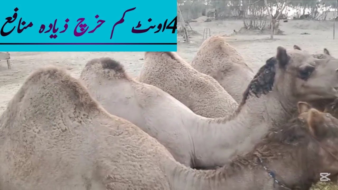 Camel farming and benefits 4 Camel big size