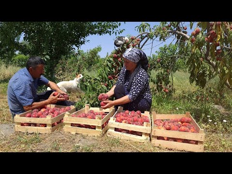 Harvesting 100 Lbs Peaches and Making Natural Juice for Winter, Outdoor Cooking