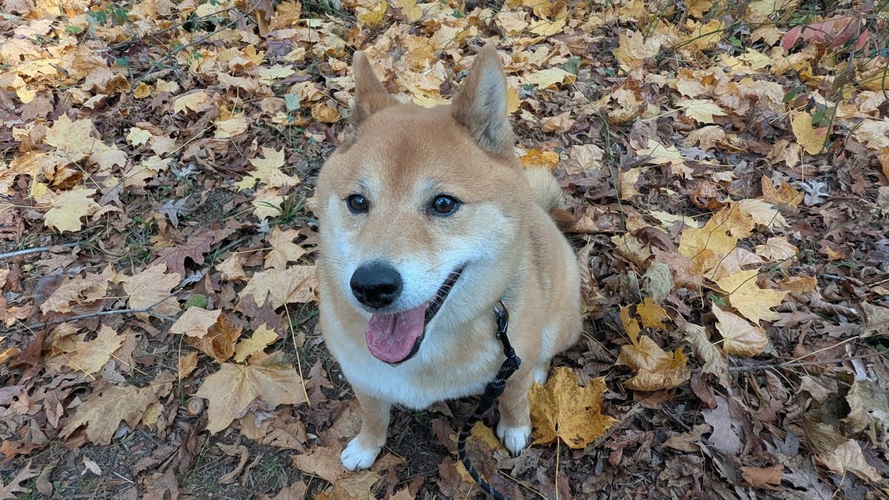 В один выходной...