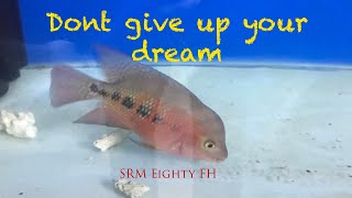 A JOURNEY OF MY SUPER RED MONKEY (SRM) PART 2 - Eighty Flowerhorn