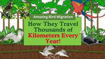 The Miraculous Migration: How Birds Fly Thousands of Kilometers Every Year!