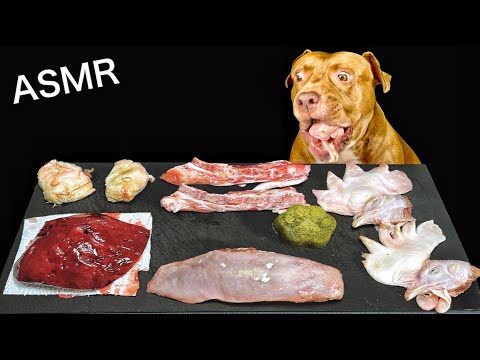 【閲覧注意ASMR】生肉を食べまくるピットブル