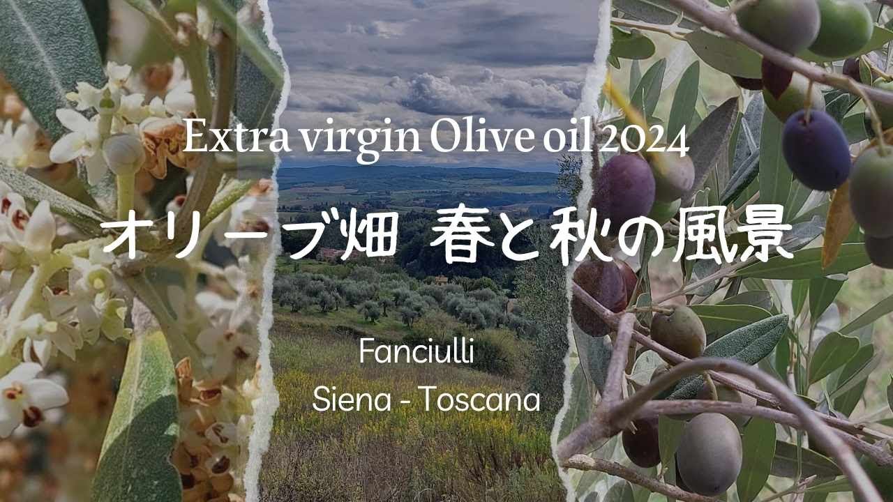 オリーブの実　摘みたて　無農薬 89532c57ff154b85b3c8e180e2bc2e