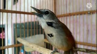 burung tepus pipi perak gacorr