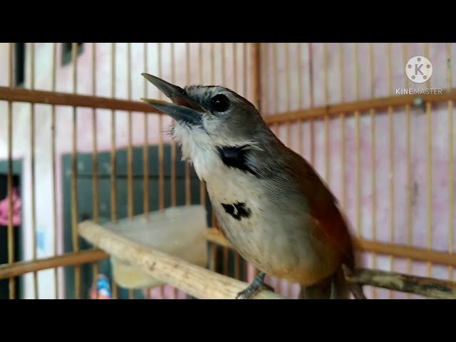 burung tepus pipi perak gacorr class=