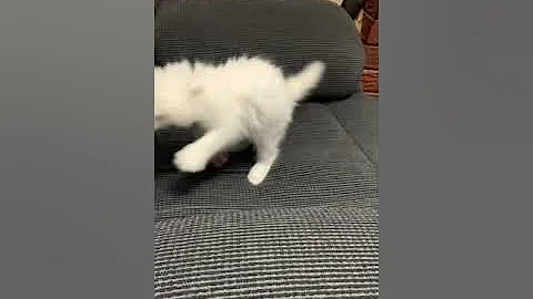 Watch the video about Turkish angora kitten’s Play time with ball