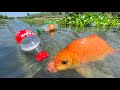 Amazing Best Traditional Fish Hunting By Plastic Bottle Hook Trap In River | Fishing Video